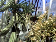 Ялта: Никитский ботанический сад