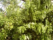 Ялта: Никитский ботанический сад